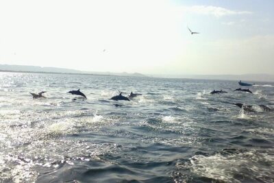 Amazing Dolphin Watching Tour In Muscat - Marina Bandar Al Rowdha: getting there and what the start time means