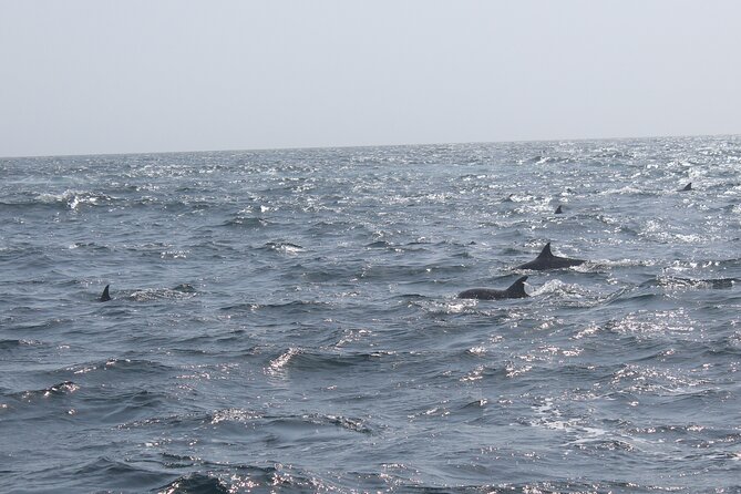 Amazing Dolphin Watching Tour In Muscat - What’s included (and the one thing you should not forget)