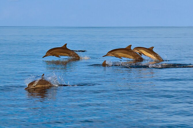 Amazing Dolphin Watching Tour In Muscat - Price and value: is $54 a fair deal?