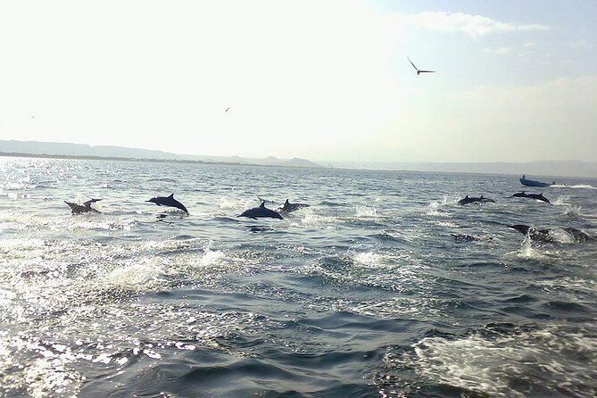 Amazing Dolphin Watching Tour In Muscat - Marina Bandar Al Rowdha: getting there and what the start time means