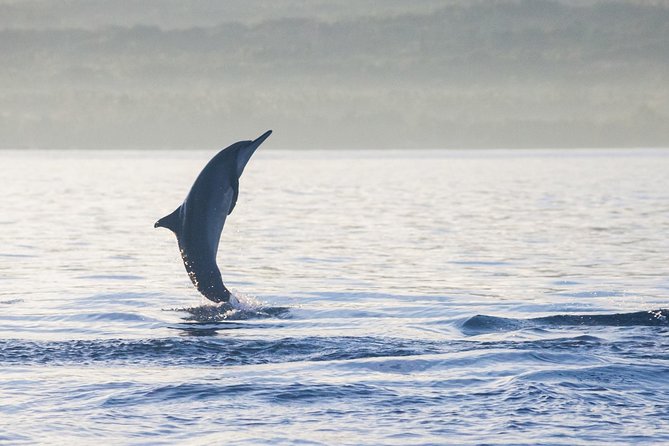 Amazing Private Tours: Dolphins Lovina and Gitgit Waterfall include Lunch - Lovina dolphin watching: sunrise, calm water, and black sand vibes