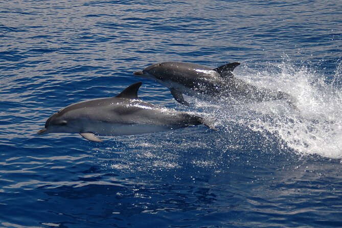 Amazing Skywalk, Wine Tasting & 4x4 Adventure + Dolphin Watching - Boca dos Namorados: Your First Hit of Madeira Views
