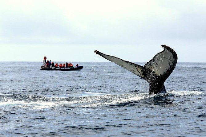 Among Whales Dolphins and Volcanoes Full Day Tour With Lunch - Key highlights worth planning for