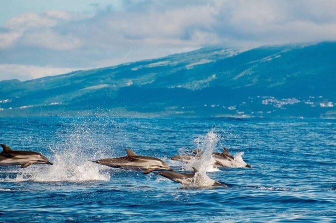 Among Whales Dolphins and Volcanoes Full Day Tour With Lunch - Morning whale and dolphin watching from Ponta Delgada Marina