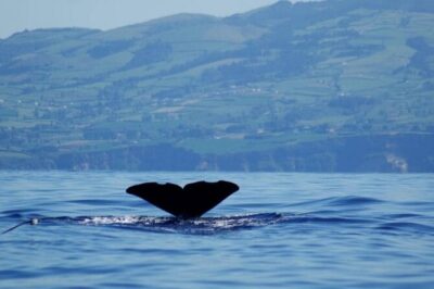 Among Whales Dolphins and Volcanoes Full Day Tour With Lunch - The afternoon switch: Lagoa do Fogo and Salto do Cabrito