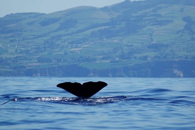 Among Whales Dolphins and Volcanoes Full Day Tour With Lunch - The afternoon switch: Lagoa do Fogo and Salto do Cabrito