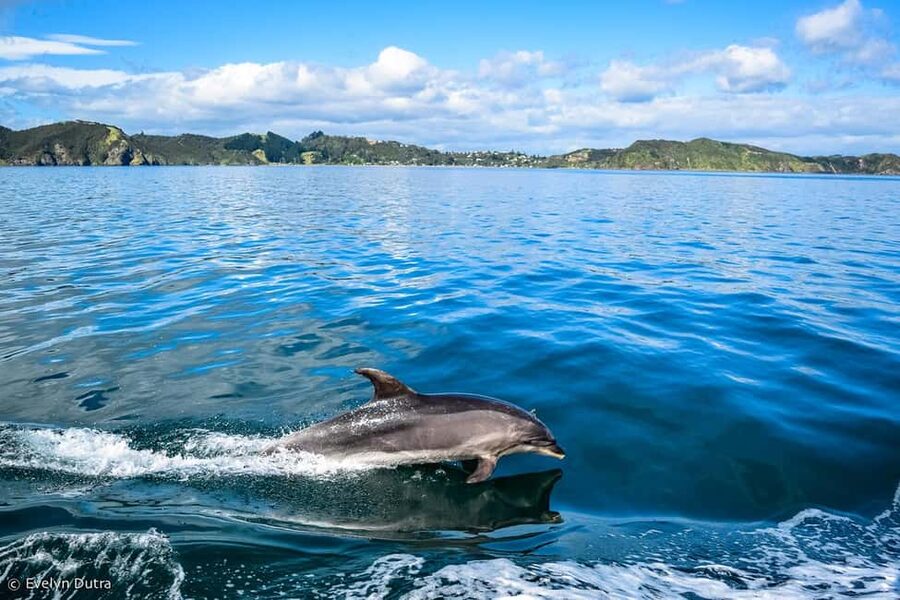 Ancient City or Dolphin observatıon cruise in Side w/Lunch - The Swim-Bay Rhythm: Great for Beach Time, Short on Deep Exploration