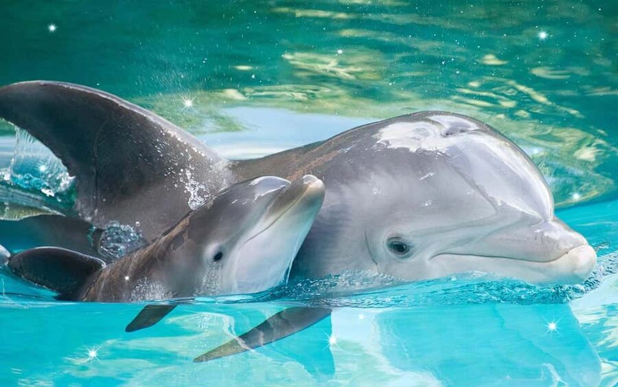 Ancient City or Dolphin observatıon cruise in Side w/Lunch - The Peeling and Foam Massage: What You’re Really Buying