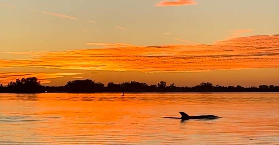 Anna Maria Island and Bradenton: Sunset Kayak Dolphin Tour - Sunset Kayaking Around Anna Maria Island and Bradenton