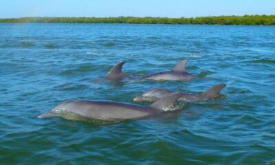 Anna Maria Island and Bradenton: Sunset Kayak Dolphin Tour - How the Two Hours Typically Unfold on the Water