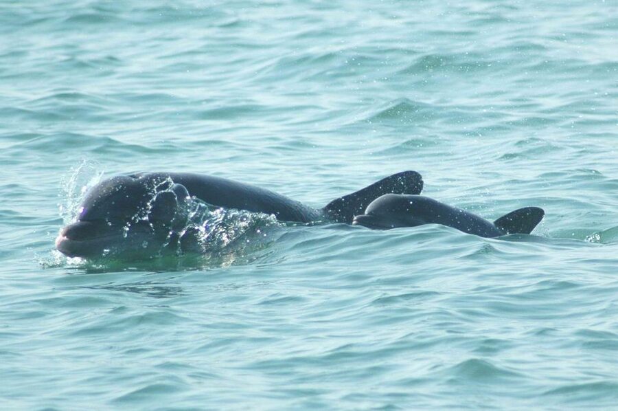 Anna Maria Island and Bradenton: Sunset Kayak Dolphin Tour - Wildlife and Views You Can Expect: Dolphins, Birds, and Possible Manatees