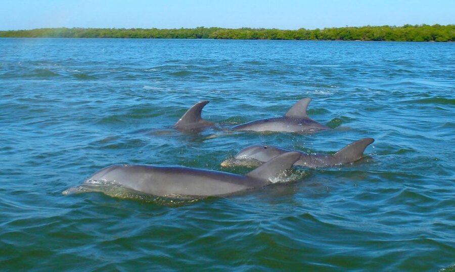 Anna Maria Island and Bradenton: Sunset Kayak Dolphin Tour - How the Two Hours Typically Unfold on the Water