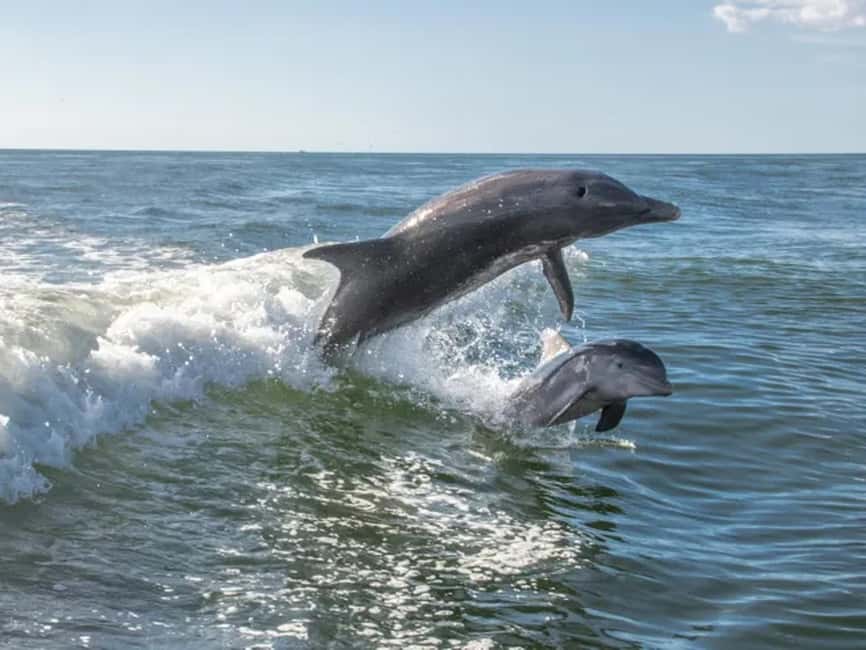 Anna Maria Island: Dolphin Cruise - What This Anna Maria Island Dolphin Cruise Really Feels Like