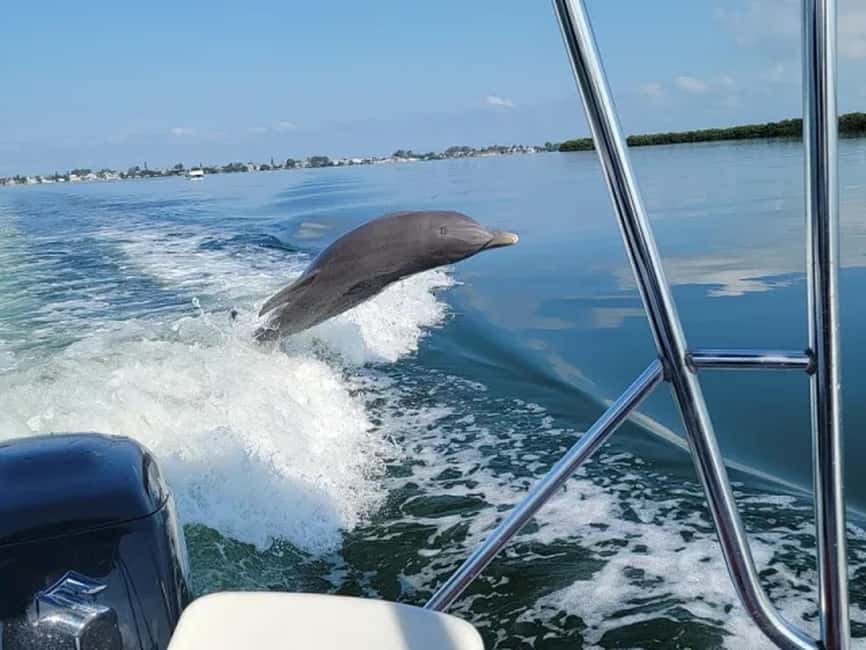 Anna Maria Island: Dolphin Cruise - Where You Go: Gulf Waters and the Back Bay Charm