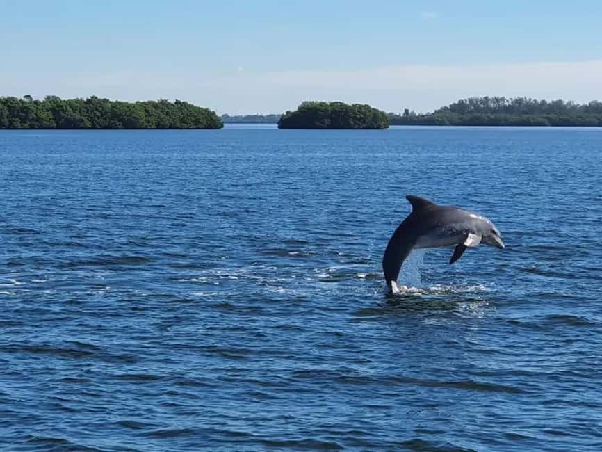 Anna Maria Island: Dolphin Cruise - The 2-Hour Timeline: What Happens From Start to Finish