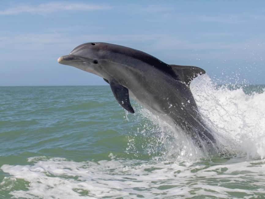Anna Maria Island: Dolphin Cruise - Who This Dolphin Cruise Fits Best