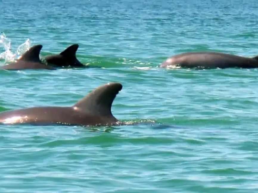 Anna Maria Island: Dolphin Cruise - The Most Praised Parts (And Why They Matter)