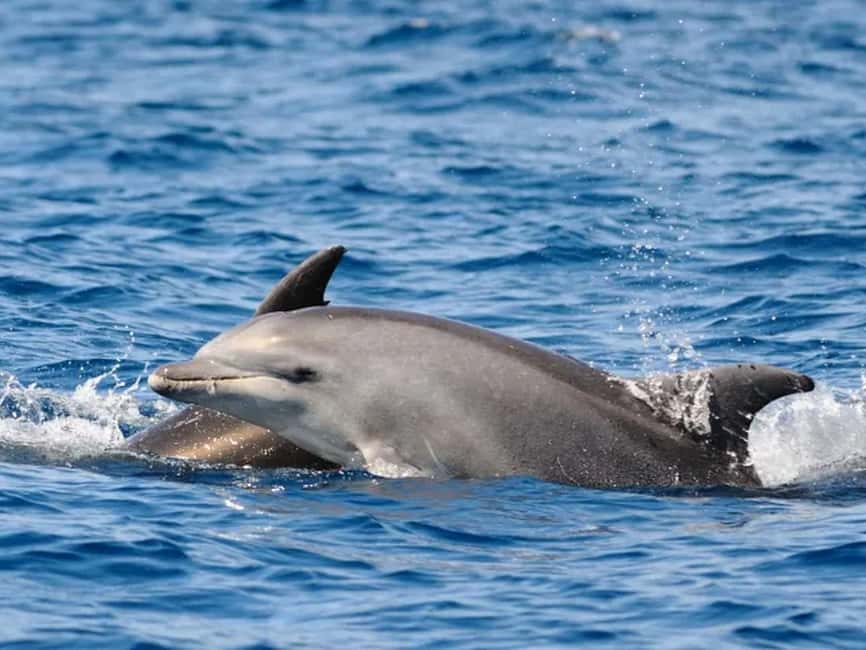 Anna Maria Island: Dolphin Cruise - Should You Book This Anna Maria Island Dolphin Cruise?