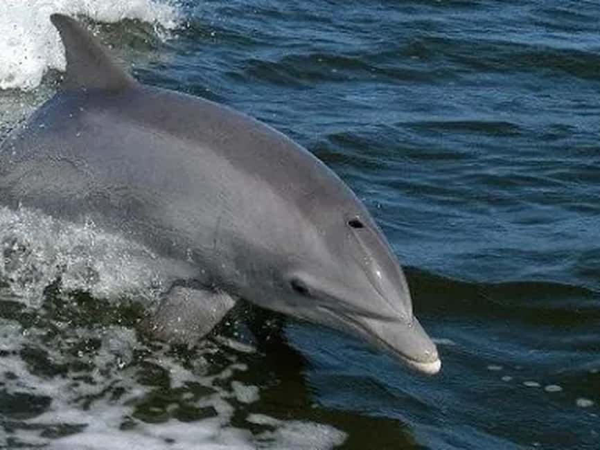 Anna Maria Island: Dolphin Cruise - FAQ