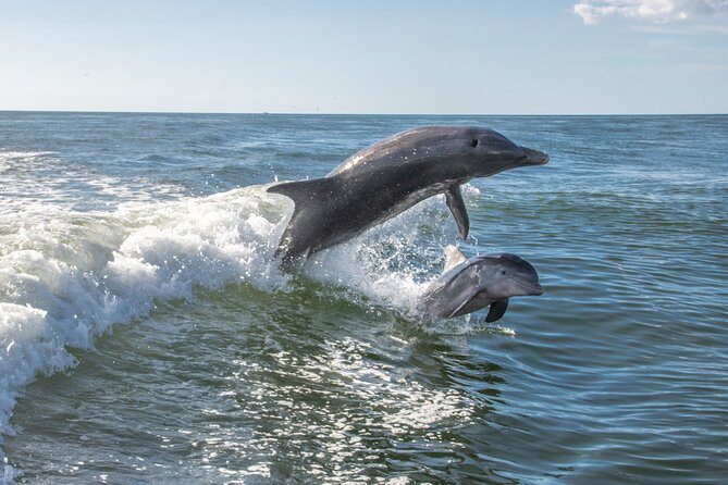 Anna Maria Island Dolphin Sightseeing Adventure - Tips for Better Photos and Easier Viewing
