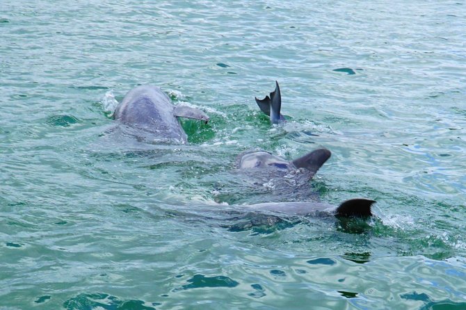 Anna Maria Island Dolphin Sightseeing Adventure - Who This Dolphin Adventure Fits Best