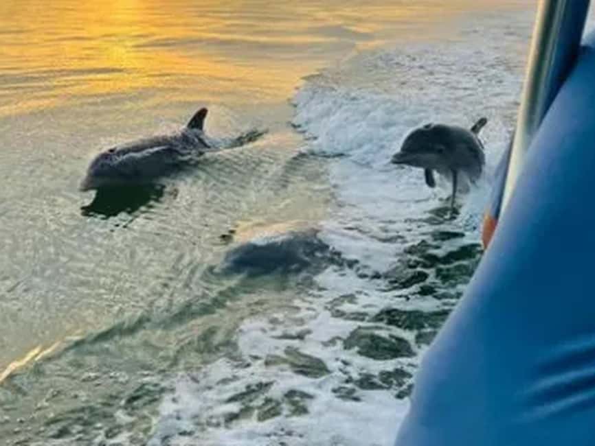 Anna Maria Island: Sunset Dolphin Cruise - A Calm, Friendly Way to See Anna Maria Island From the Water