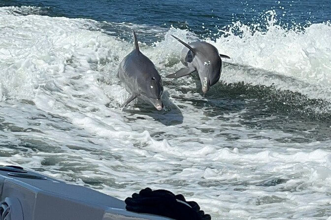 Aqua Sol Adventures-4.5 hour Private Snorkeling,Dolphin,shelling - Key Highlights Worth Booking
