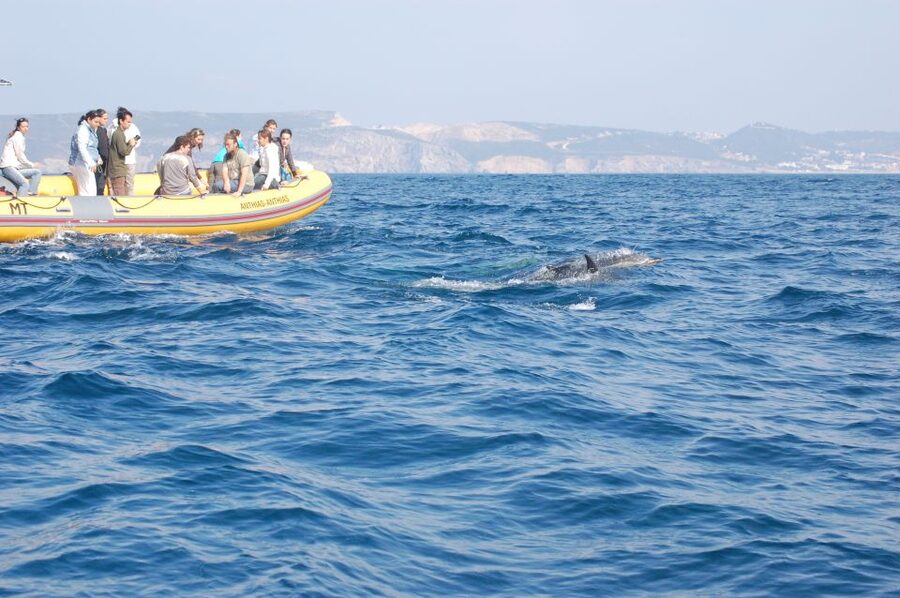 Arrábida - Sesimbra: Dolphin Watching - Key highlights you’ll feel right away