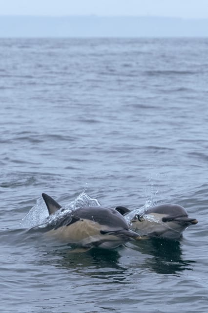 Arrábida - Sesimbra: Dolphin Watching - Why the Arrábida coast is a smart place for dolphin watching