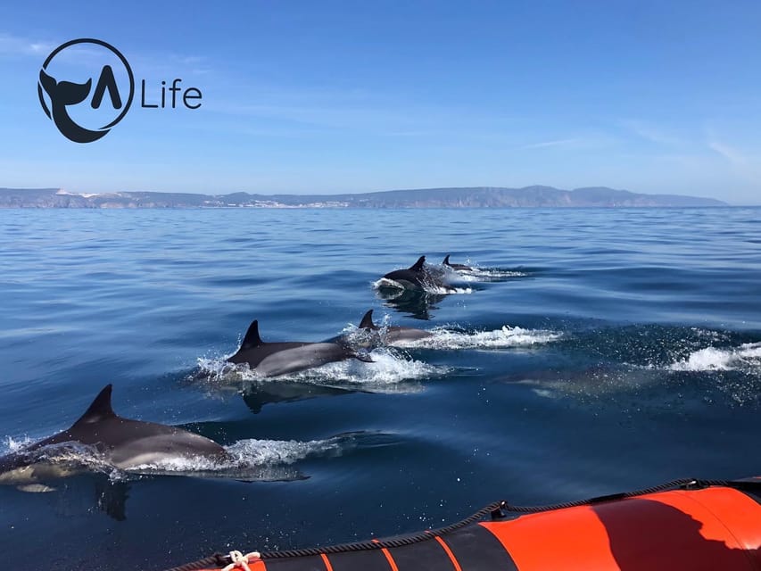 Arrábida - Sesimbra: Dolphin Watching - Ocean-plastic pickup: conservation you can do with your own hands
