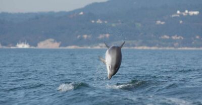 Arrábida - Sesimbra: Dolphin Watching - What the 2 hours on the water really look like