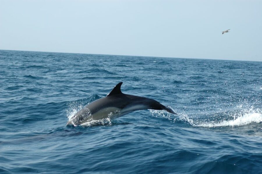 Arrábida - Sesimbra: Dolphin Watching - The Sado estuary moment: why it’s more than just a scenic stop