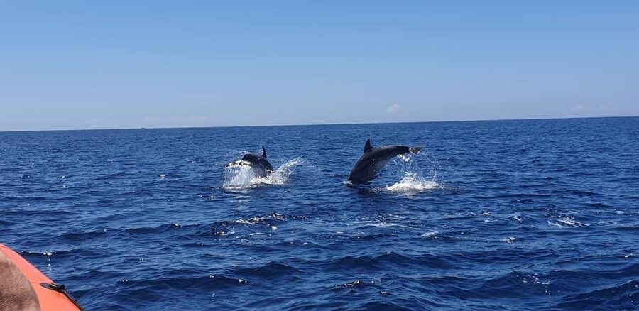 Arrábida - Sesimbra: Dolphin Watching - Guides, languages, and the vibe onboard