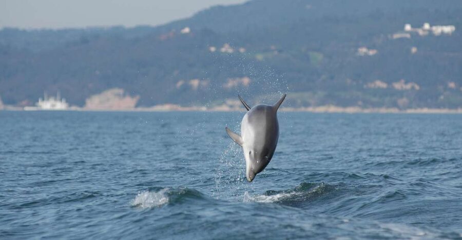 Arrábida - Sesimbra: Dolphin Watching - What the 2 hours on the water really look like