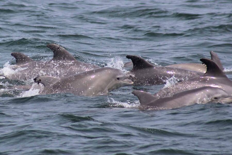 Atlantic City: Dolphin Watching Ocean Cruise Adventure - Price and Value: Is $53 a Smart Use of a Jersey Shore Day?
