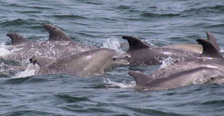 Atlantic City: Dolphin Watching Ocean Cruise Adventure - Onboard Food and Drinks: Plan Accordingly