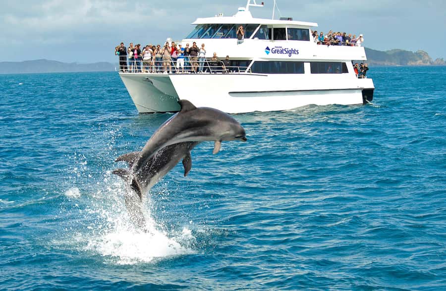 Auckland: Bay of Islands Day Tour with Dolphin Cruise - Wildlife odds and DOC rules: how to set expectations for dolphins and whales