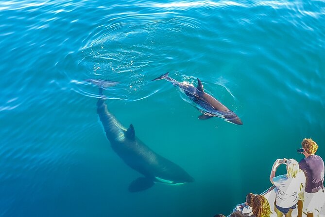Auckland Dolphin and Whale Watching Eco-Safari Cruise - Key Things I’d Circle Before You Go