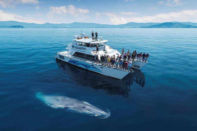 Auckland Dolphin and Whale Watching Eco-Safari Cruise - The Boat Matters: Catamaran Comfort and Where You’ll Want to Be