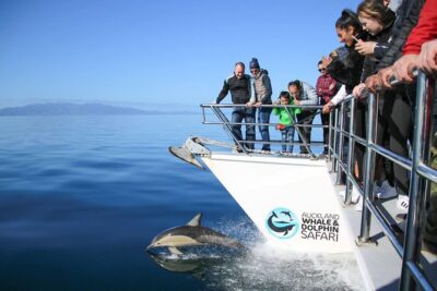 Auckland Dolphin and Whale Watching Eco-Safari Cruise - Wildlife You Can Look For (And What the Crew Will Actually Point Out)