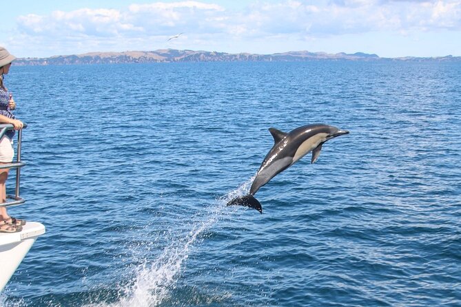 Auckland Dolphin and Whale Watching Eco-Safari Cruise - Price and Value: Is $135.91 a Good Deal?