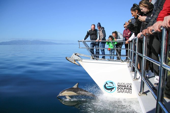 Auckland Dolphin and Whale Watching Eco-Safari Cruise - Wildlife You Can Look For (And What the Crew Will Actually Point Out)