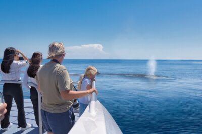 Auckland: Tikapa Moana Dolphin, Whale and Island Cruise - Marine Mammal Viewing: The Guarantee and the Reality of Wildlife
