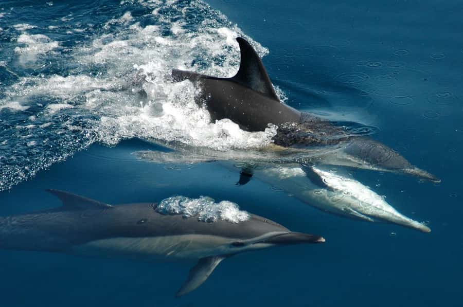 Auckland: Tikapa Moana Whales, Dolphins and Islands Cruise - Key Things I’d Notice First