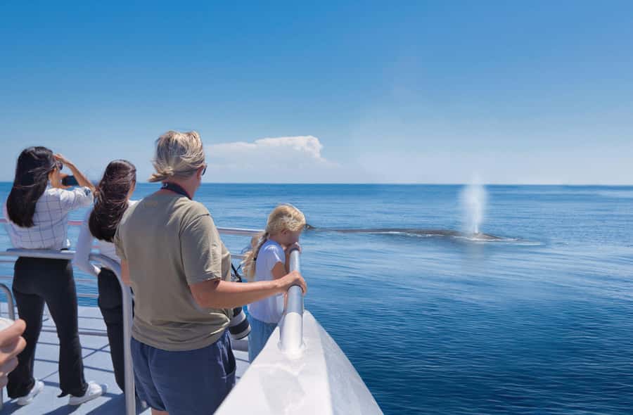Auckland: Tikapa Moana Whales, Dolphins and Islands Cruise - Why Tikapa Moana From Auckland Viaduct Works So Well