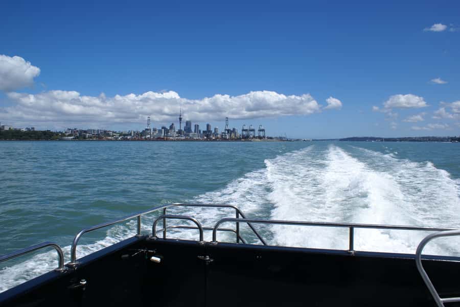 Auckland: Tikapa Moana Whales, Dolphins and Islands Cruise - Price and Value: $92 for Wildlife, Island Time, and a Safety Net