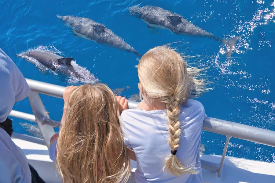 Auckland: Tikapa Moana Whales, Dolphins and Islands Cruise - Cruise Vessel Comfort: Seating, Cafe, and Real Weather Prep