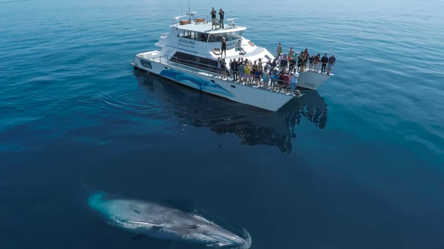 Auckland: Whale and Dolphin Watching Half-Day Eco Cruise - Key things that make this cruise worth your time