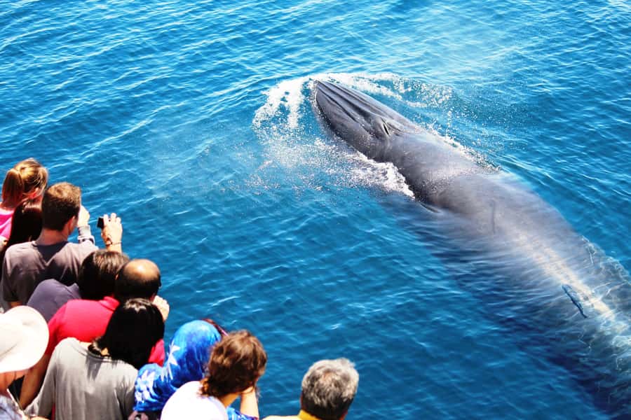 Auckland: Whale and Dolphin Watching Half-Day Eco Cruise - From Eastern Viaduct to the Hauraki Gulf: a smooth start