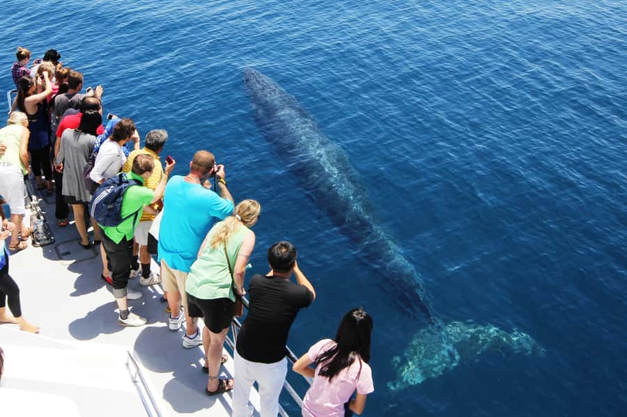 Auckland: Whale and Dolphin Watching Half-Day Eco Cruise - Rangitoto and North Head: the scenery that earns its screen time